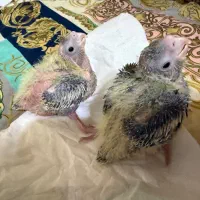 جوجه عروس هلندی سرلاکی|پرنده|پرهسر, |دیوار