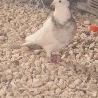 کبوترطوقی|پرنده|سرپل ذهاب, |دیوار