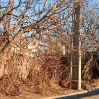 شهریار-11هزار-متر-باغ-انگوری-مناسب-شهرک-ویلایی