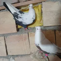 دوتا دمبی یدونه سینه قهوه ای