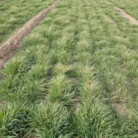 فروش زمین کشاورزی با آب