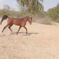 اسبنریانعربیکسر|اسب و تجهیزات اسبسواری|میناب, |دیوار