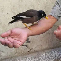 یگ عدد مینا کاملا دستی و سخنگو|پرنده|قم, آذر (نکویی)|دیوار