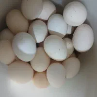 تخم  مرغ نطفه داره  محلی