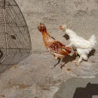 مرغ وخروس وکالکلی وپرپا همه باهم سالم واکسن