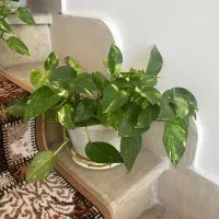 فروش گل آپارتمانی با گلدان|گل و گیاه طبیعی|رشت, فلسطین|دیوار