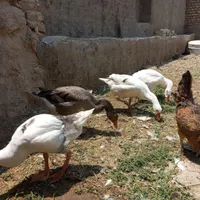 غاز سه ماهه