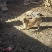 سگ پا کوتاه|سگ|بم, |دیوار