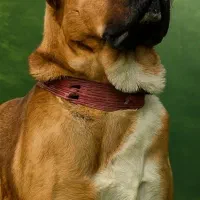 سگ کانگال اصیل|سگ|تهران, توحید|دیوار