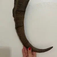 شاخ قدیمی قوچ کنده کاری شده