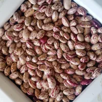 لوبیای درجه یک چیتی 450کیلو فقط تماس بگیرید|حراج|سراب, |دیوار