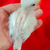 ا تعداد ۵عدد گرینچیک سخنگو و رام آواز خوان  ۱عدد|پرنده|طبس, |دیوار