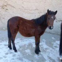 اسب وکره اسب نریون|اسب و تجهیزات اسب‌سواری|قوچان, |دیوار