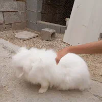 خرگوش  پشمی