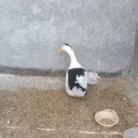 اردک