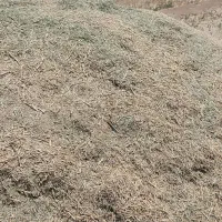یونجه