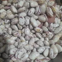 لوبیا چیتی و لوبیا قرمز ایرانی وانواع حبوبات