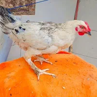 خروس امپراطور