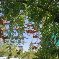 باغبان،باغبانی حرفه ای|خدمات باغبانی و درختکاری|قم, زنبیل آباد|دیوار