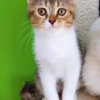 گربه اسکاتیش