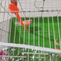 قنار ماتیکی مست خون