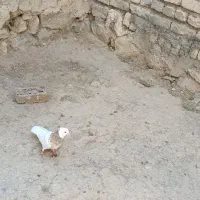 طوقی لیمویی خال سیاه