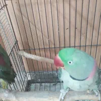 شاه طوطی مولد|پرنده|سمنان, |دیوار