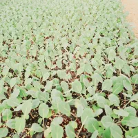 تولید انواع نشا گلخانه دهقانی