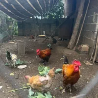 فروش خروس