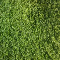 سبزی قورمه وکوکووآش وپلویی وشوید