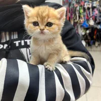 گربه بریتیش