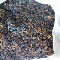 ضایعات کشمش