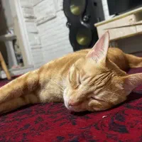 این کوچولو مهربون یه سرپرست میخاد|گربه|شاندرمن, |دیوار