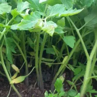 بذر گوجه فرنگی فرمونت