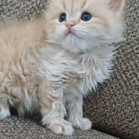 گربه بریتیش کاراملی رنگ خاص چشم آبی