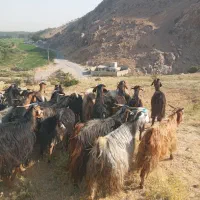 بزچاق کشتاری