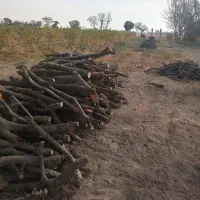 ۴۰ تن چوب خشک درخت آلو|خدمات باغبانی و درختکاری|چهاردانگه (تهران), |دیوار