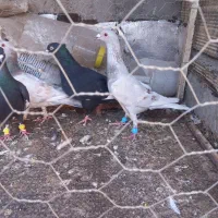 کبوتر زدوخوردی‌
