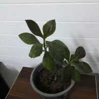 گل های طبیعی