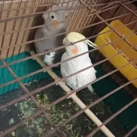 دو عروس هلندی