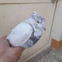 فروش کبوتر|پرنده|خان ببین, |دیوار