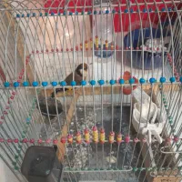 سهره نر|پرنده|قم, ولیعصر|دیوار