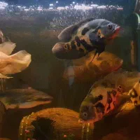 ماهی آکواریوم|ماهی|امامزاده عبدالله, |دیوار