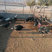 بلقمو نر|حیوانات مزرعه|داراب, |دیوار