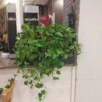 شرکت‌ خدمات‌ ونظافتی ‌پرسپولیس