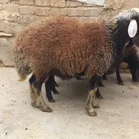 بره نر وماده|حیوانات مزرعه|فامنین, |دیوار