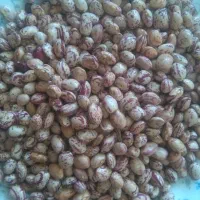 لوبیا چیتی