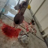 بره نر|حیوانات مزرعه|رشت, بلوار گیلان|دیوار