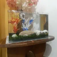 سلام یک عدد آکواریوم شیشه خم معاوضه با طوطی برزیلی
