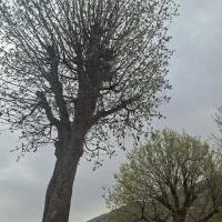 سیم کارت دائمی ۹۱۶